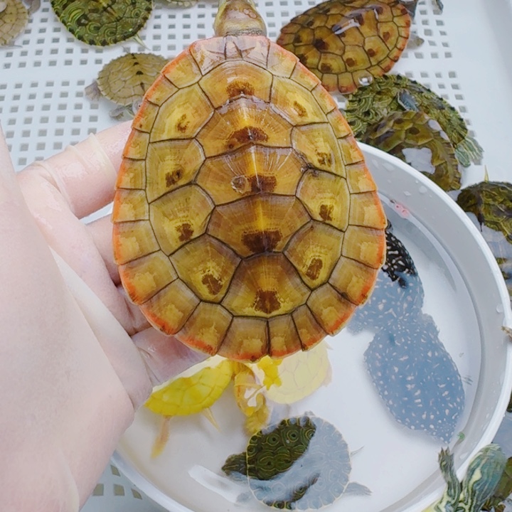 我***汤母宠物龟22222222222