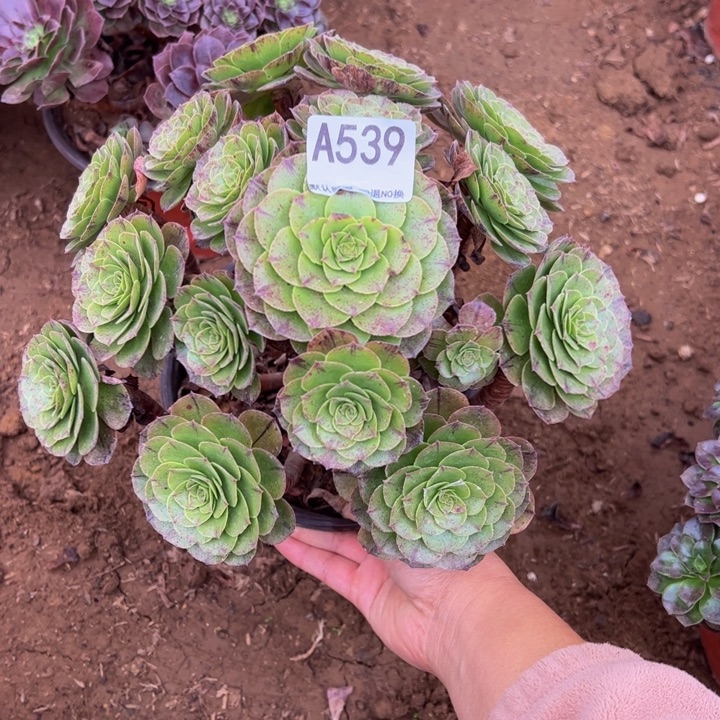 万拉丝多肉植物539.