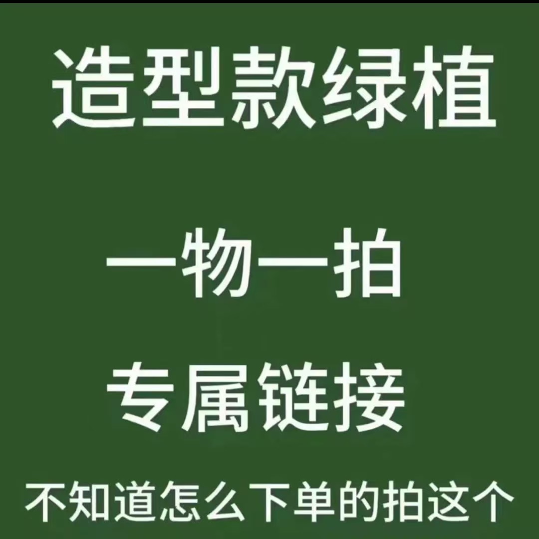 【一物一拍】（微瑕）蝴蝶兰 3.0寸杯 有花带花苞 室内养护