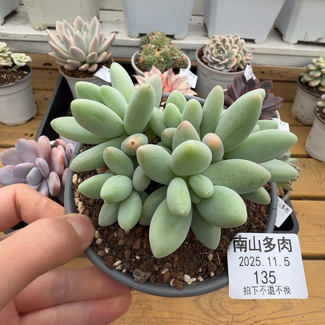 白兰地11111105-135