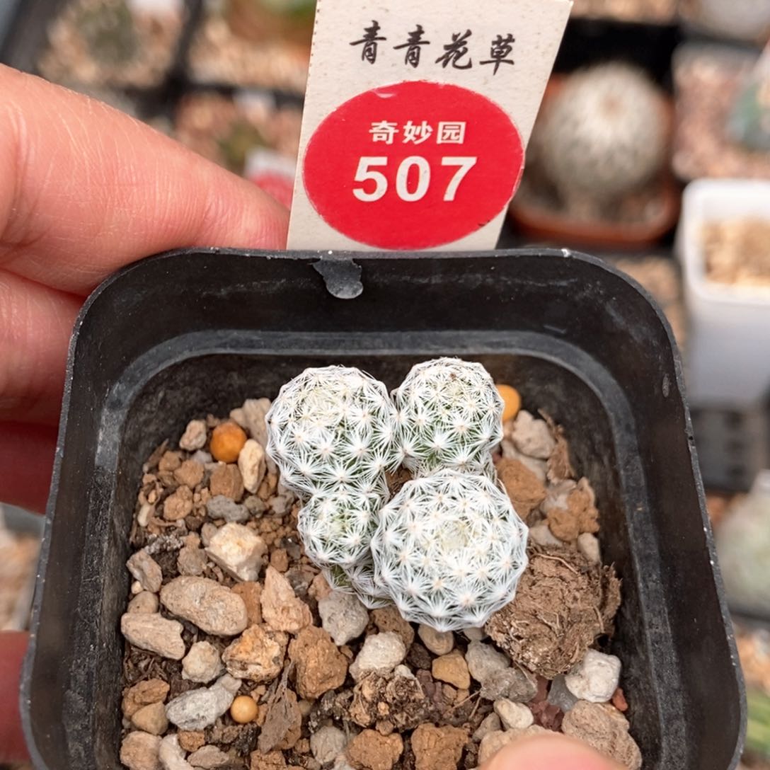 姬春星群一颗仙人球