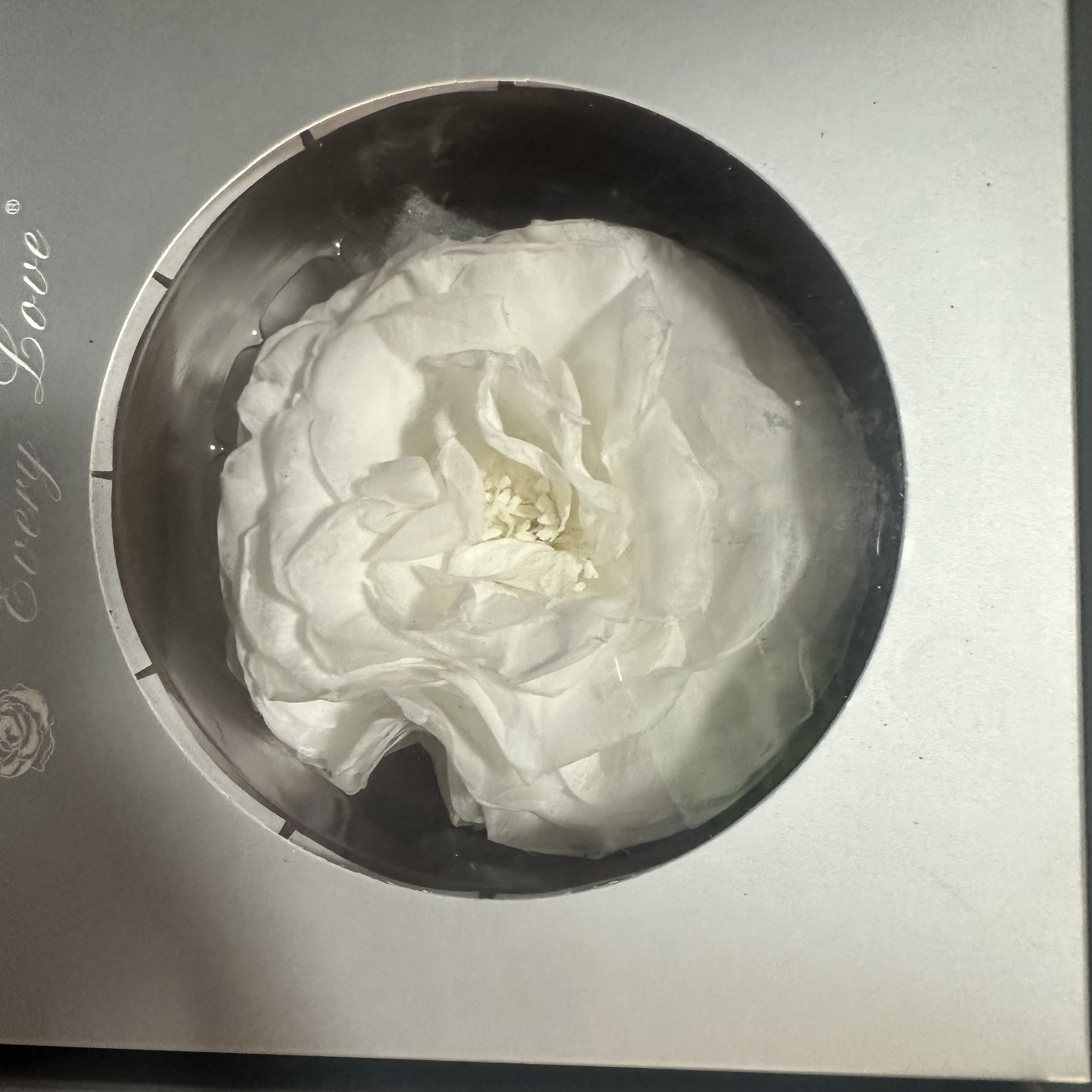 永生山茶花做手工diy