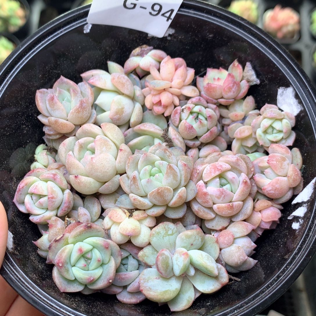 G94 珍妮糖心巫拉拉混合组合