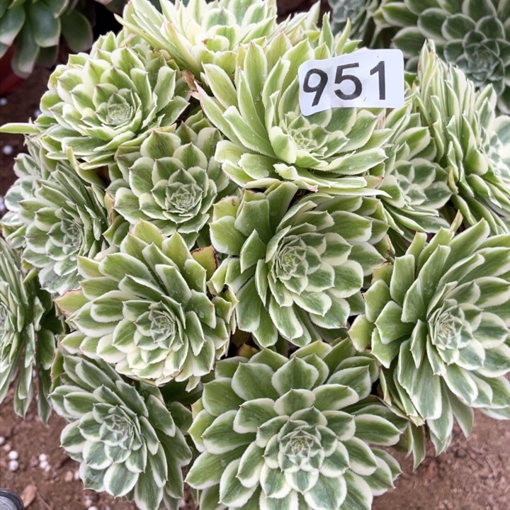 951多肉植物保护碧浪