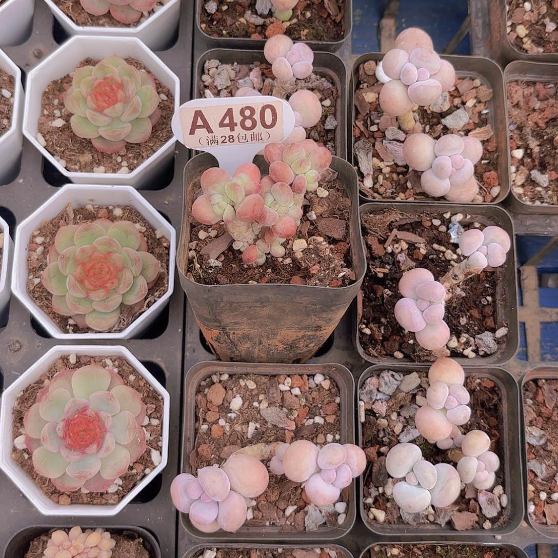 A480苹果奶一物一拍