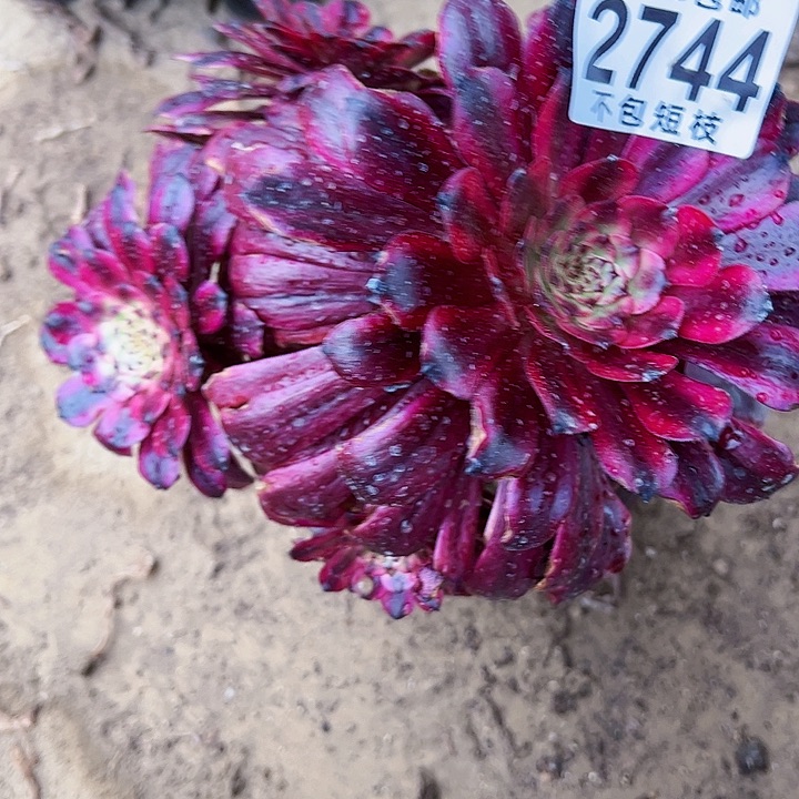 2744组合多肉植物法师法师