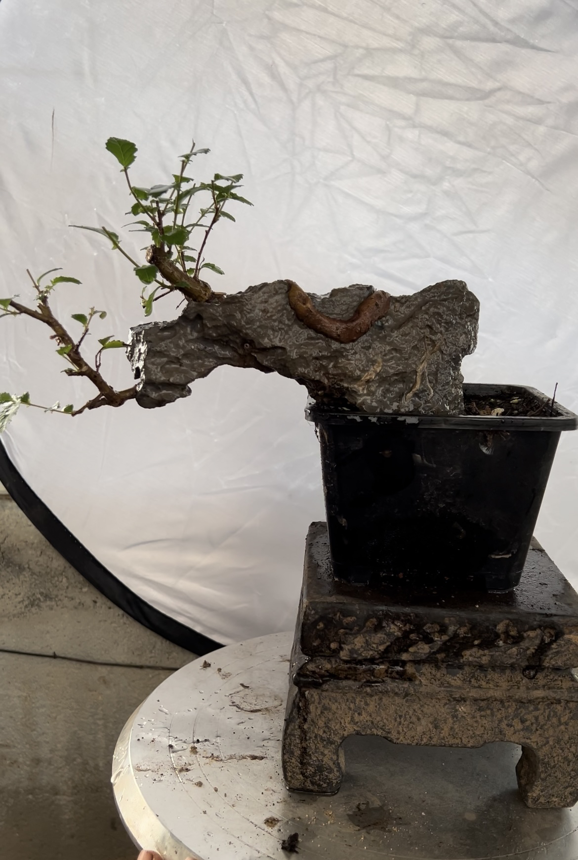 直播间一物一拍，附石霞浦灵芝榆，童子功榔榆，石榴等各种盆景