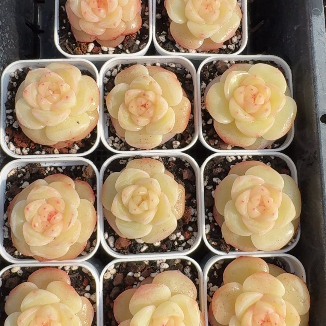 1212-073-春日桃桃一颗量拍