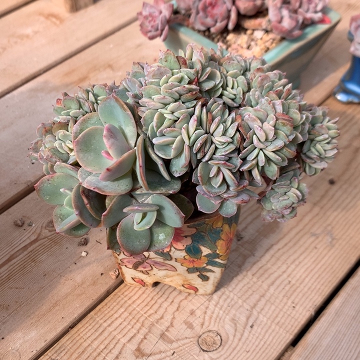 多肉植物白凤缀化