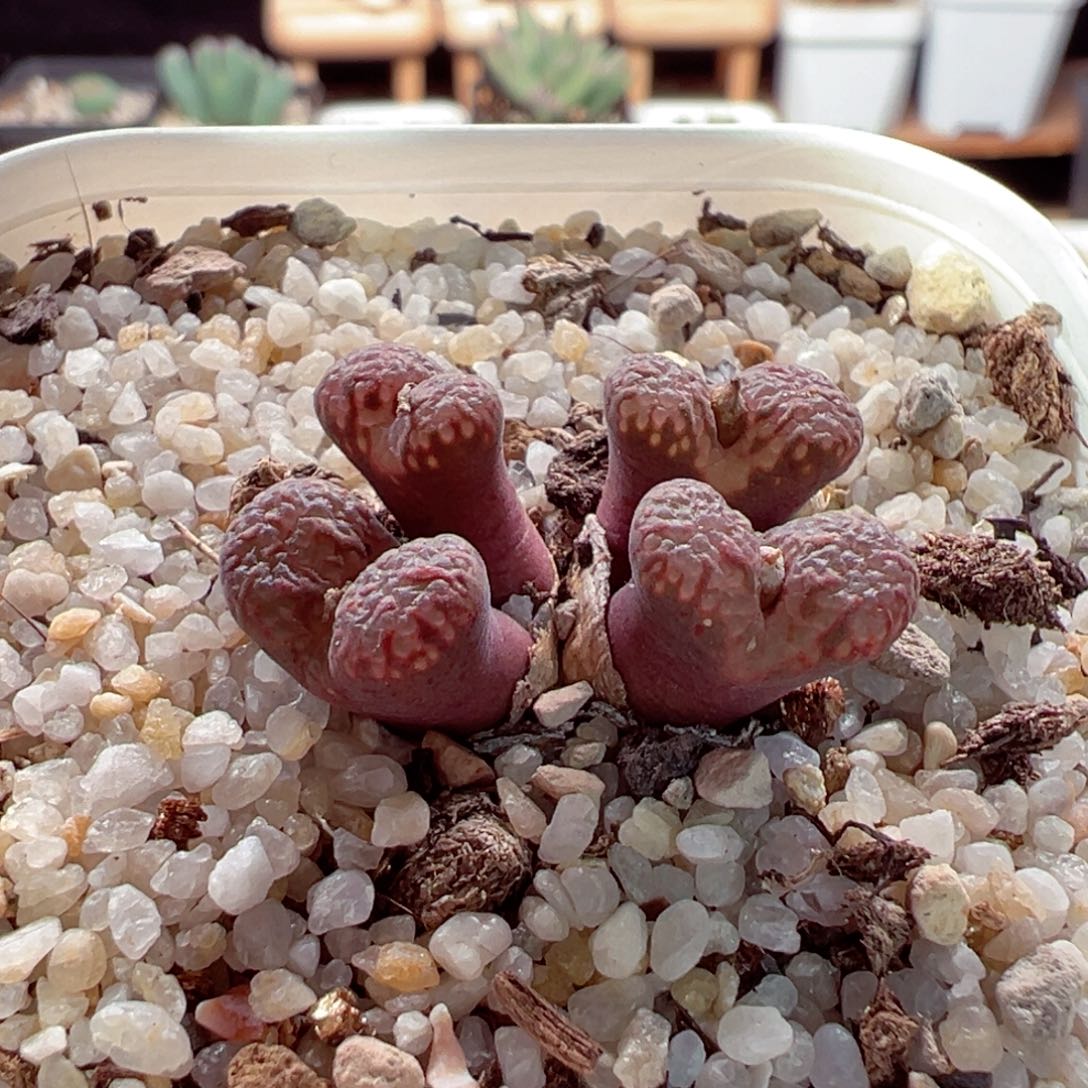 122-325.我是真的不