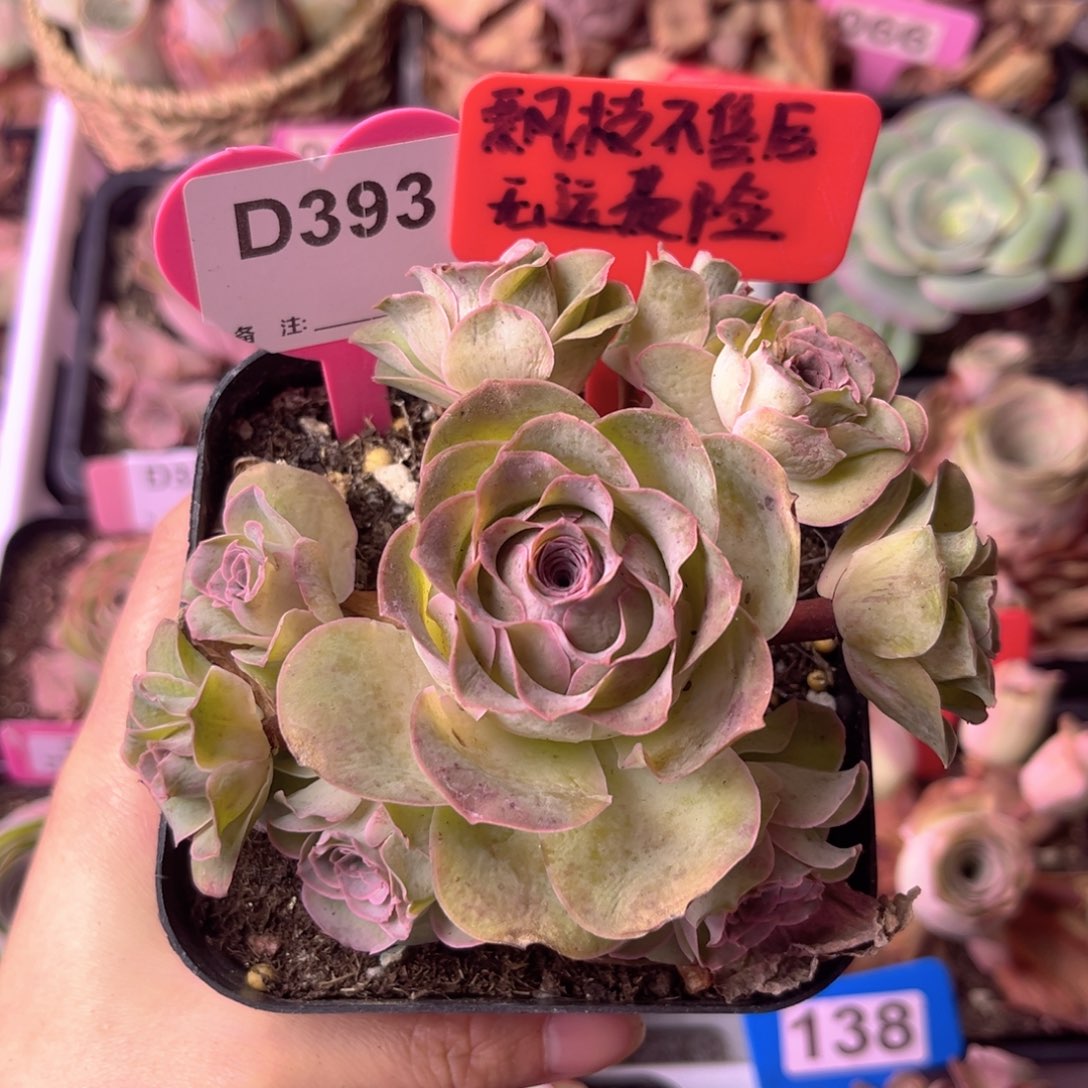 紫芙玫瑰群一物一拍D393