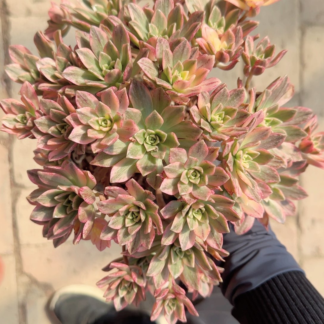 无花朵甜茶中号手捧