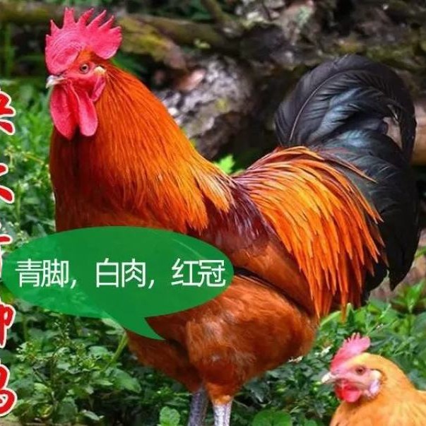 宠物青脚大红公鸡可长10斤左右