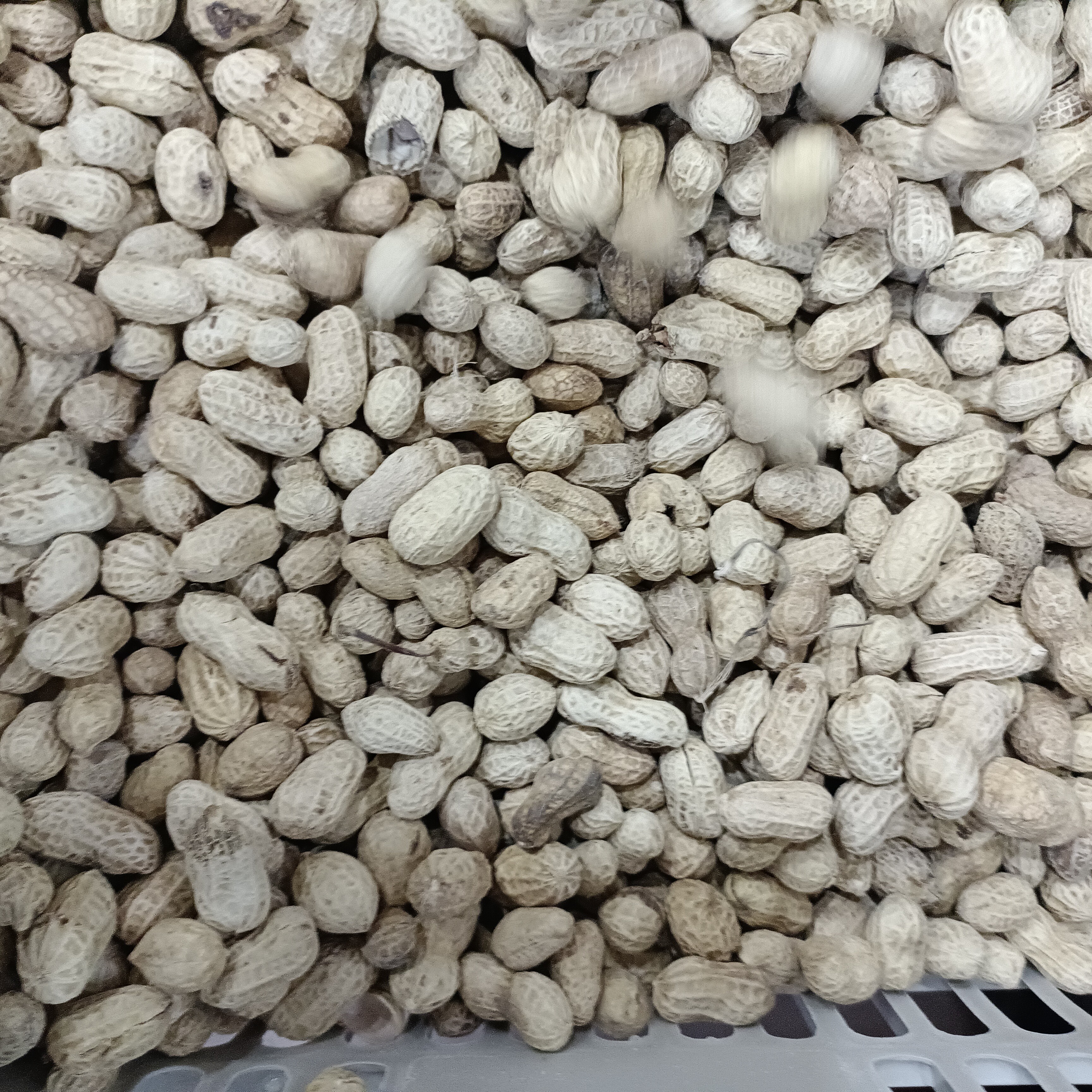 白晒花生约一斤/份