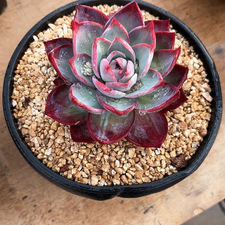 多肉植物，惊魂仙子