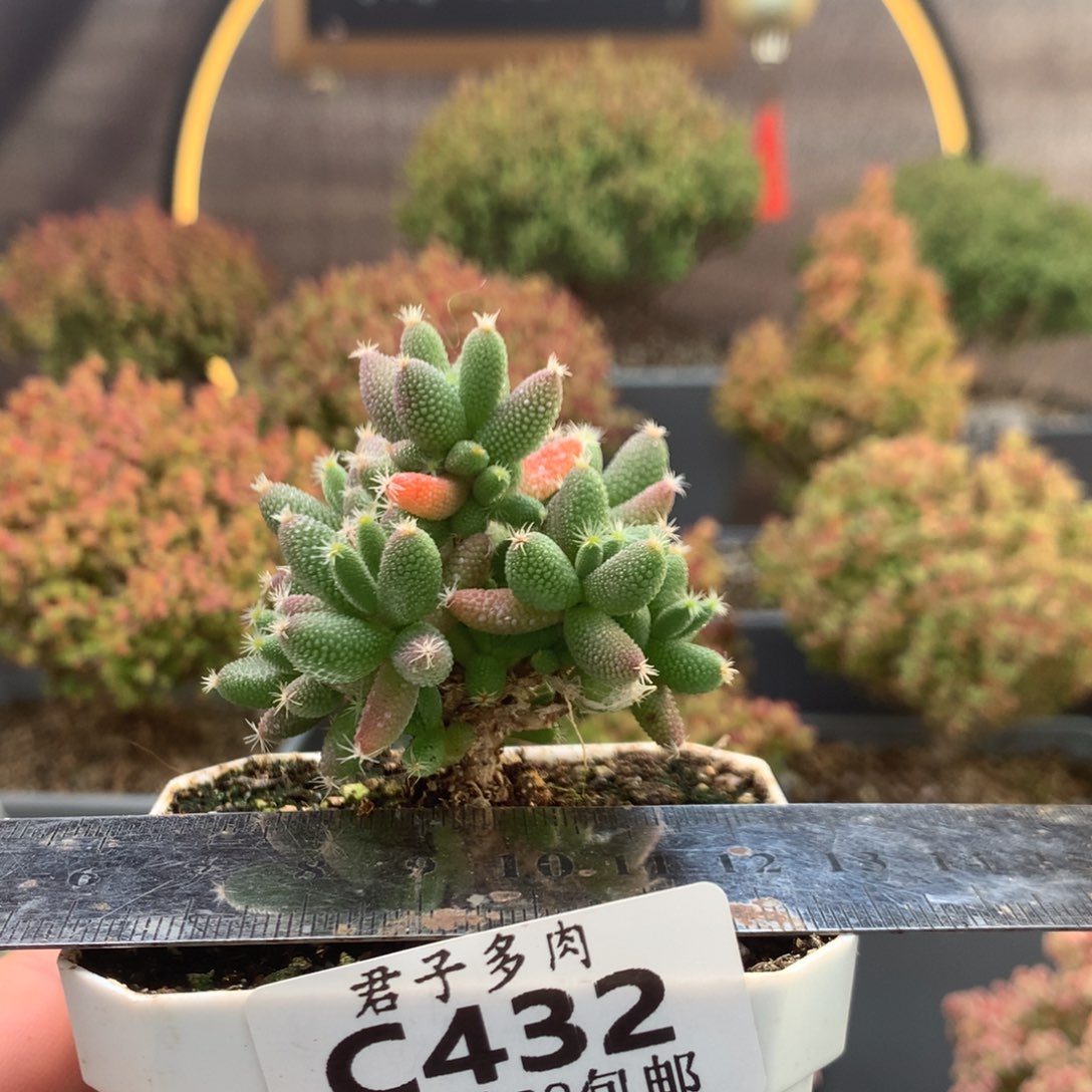 c432玉米枝干番杏