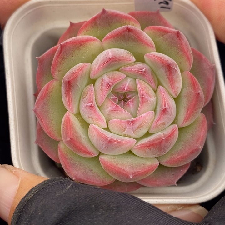 1227-522，糖心多肉