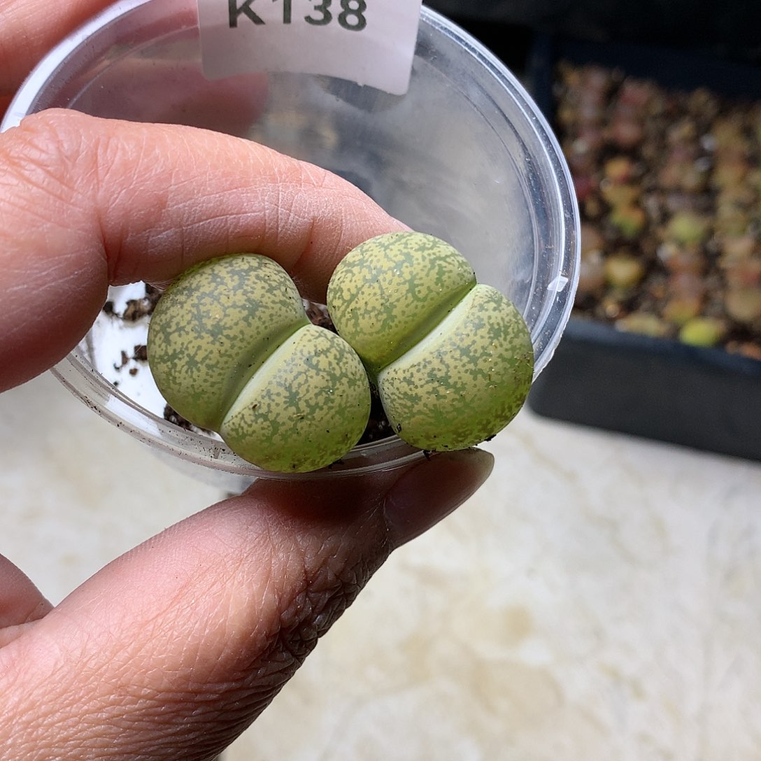 忘*K138多肉植物保护研究所