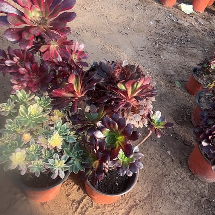 889多肉植物瑕疵特价，