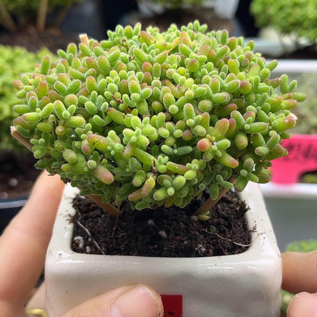28蜜桔带盆优选枝干番杏