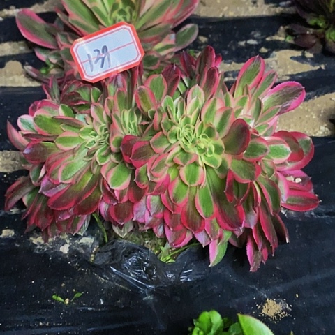 粉女郎缀化法师法师139