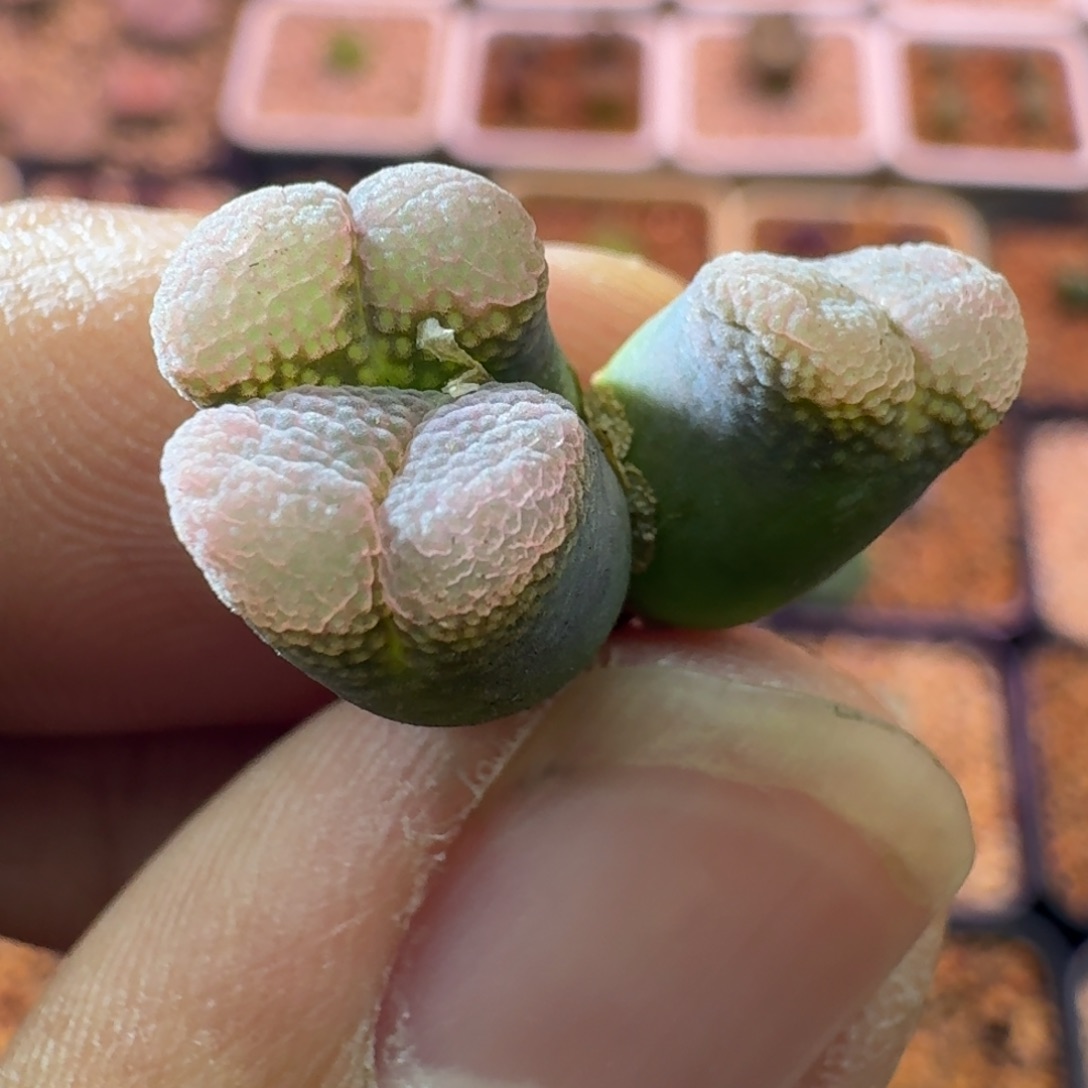 云缦精品番杏8.23粉鱼籽