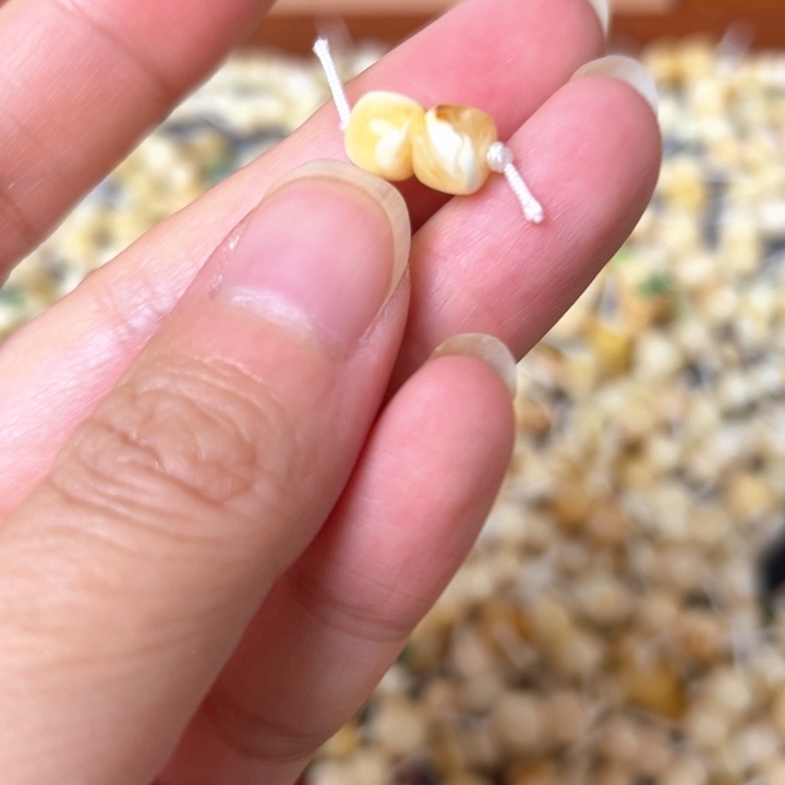 蜜蜡未镶嵌裸石6.5mm一对