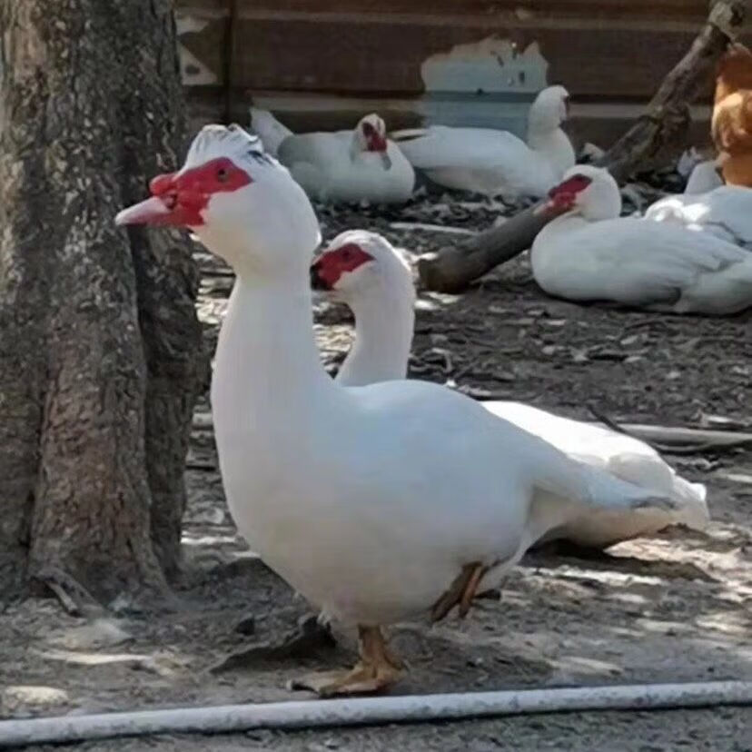 【顺丰次日达】果园散养红头鸭鸭肉同城配