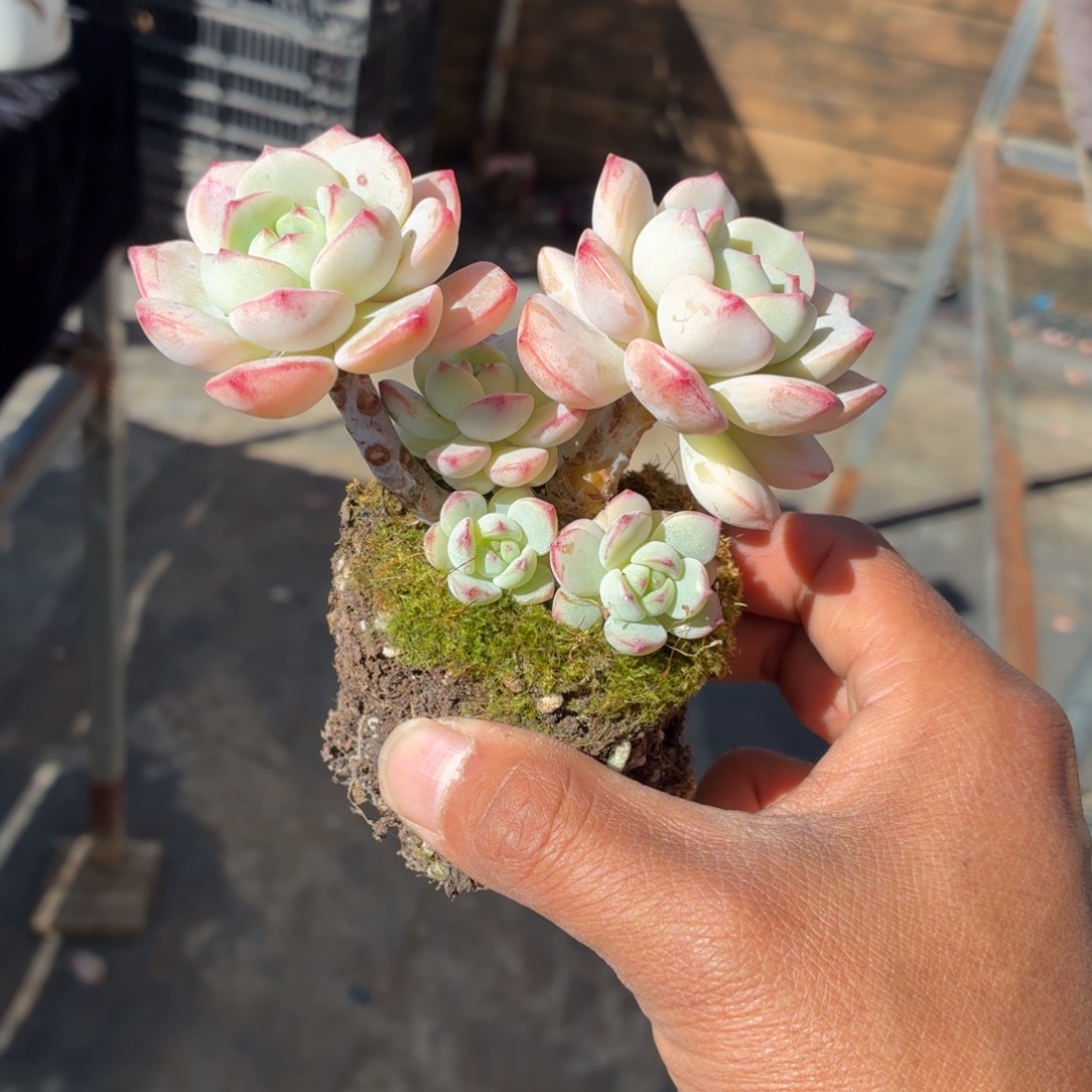 莉***莉你不说实话的啊就当给她