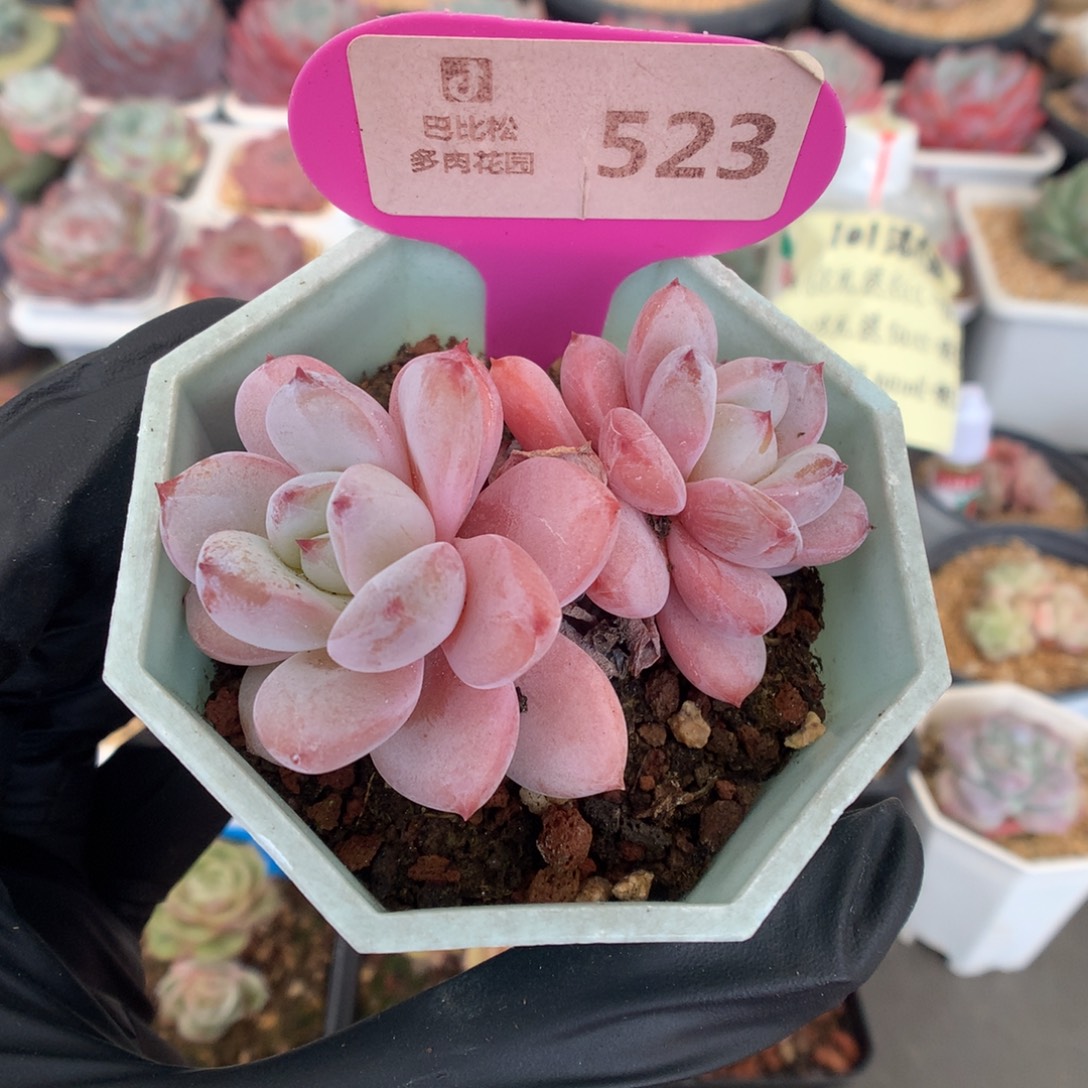 523 星星雪多肉多肉