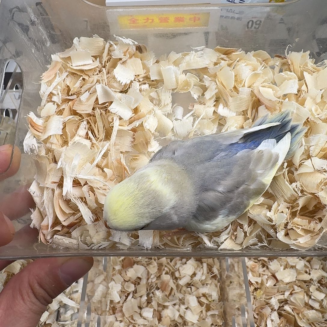 桃脸牡丹鹦鹉白面墨花桃母，东北勿拍