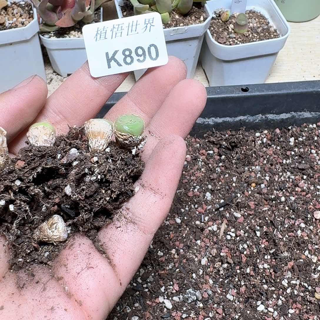 890号的植物哇fv