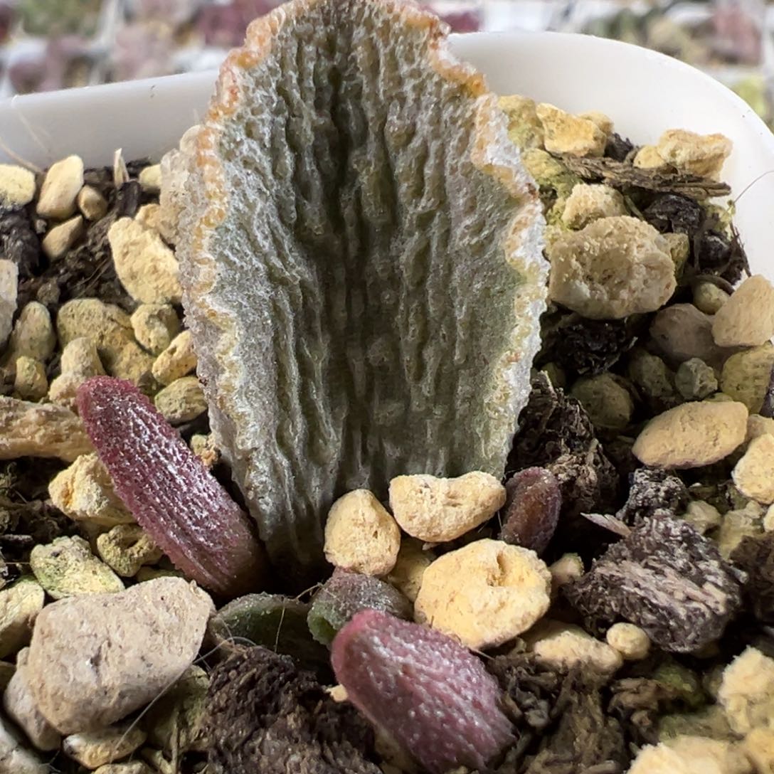 21号德古拉金属感拉丝纹多肉植物