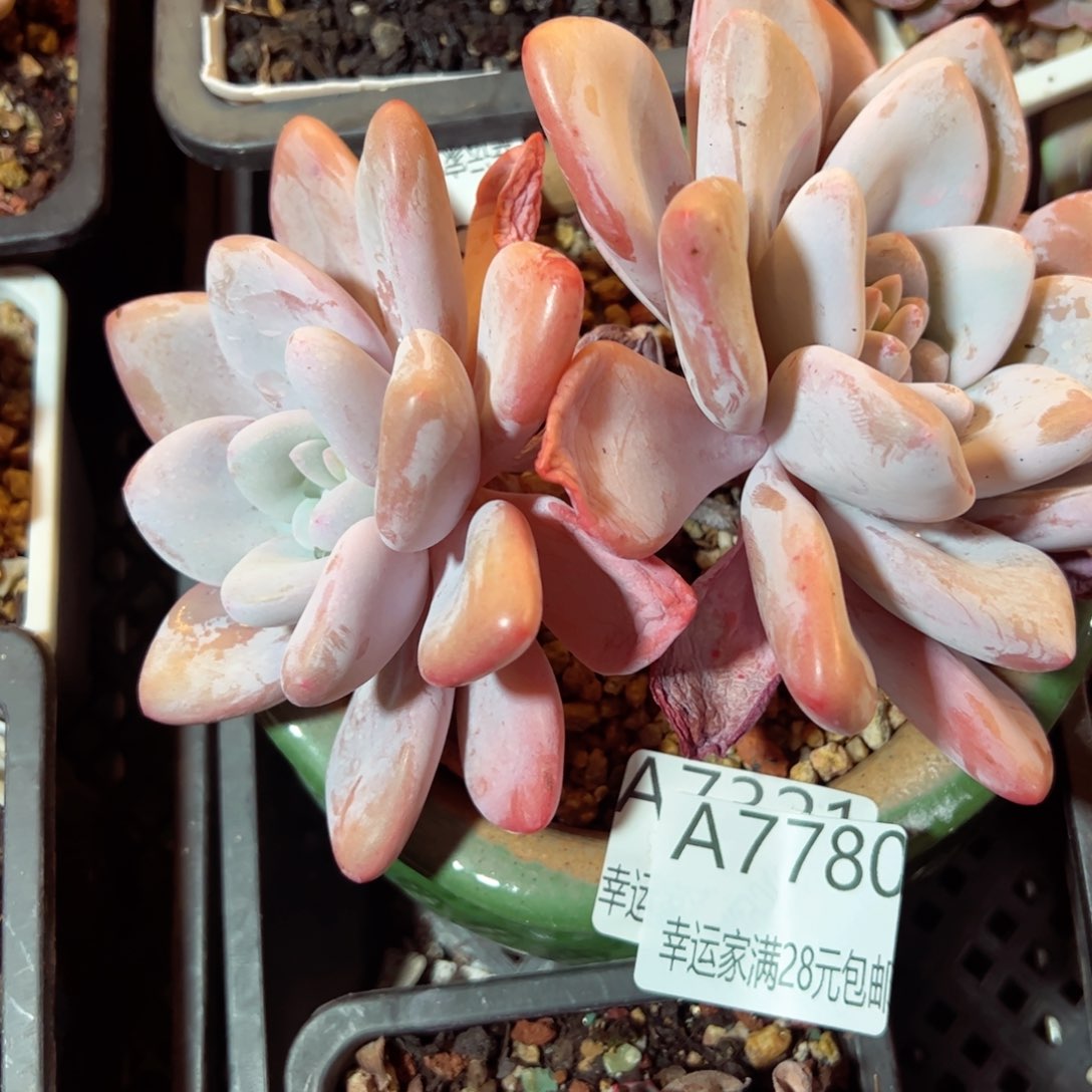 幸运的是我的朋友们