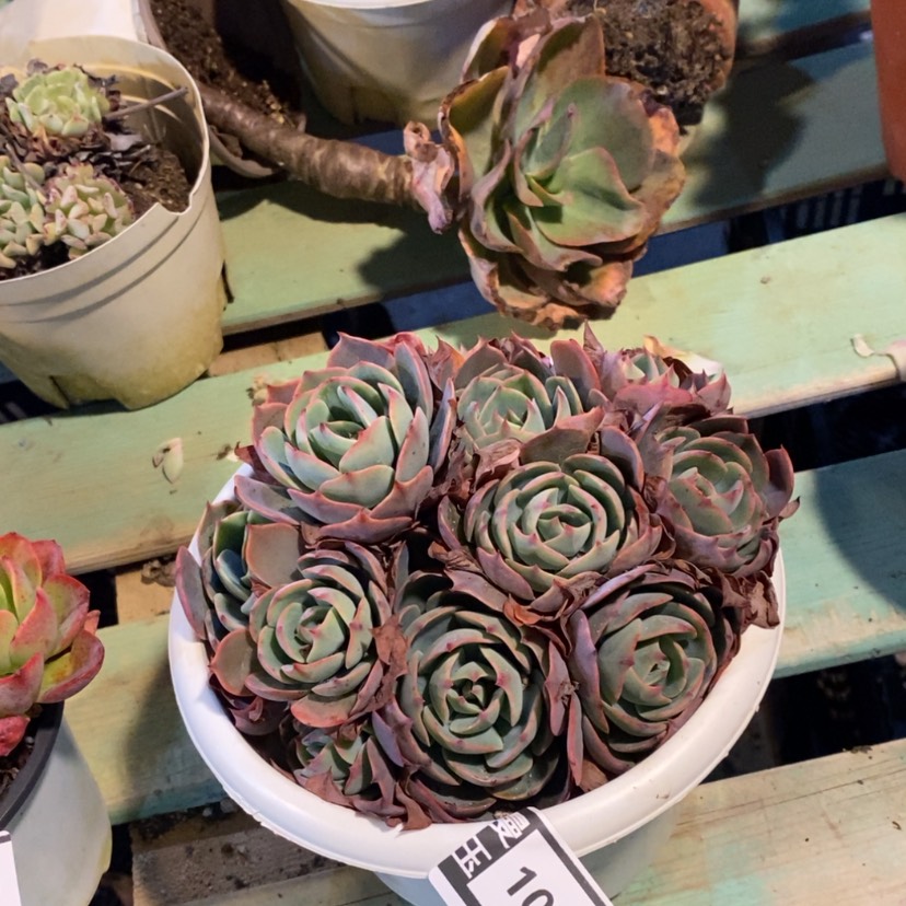 【闪购商品】阿美星1040