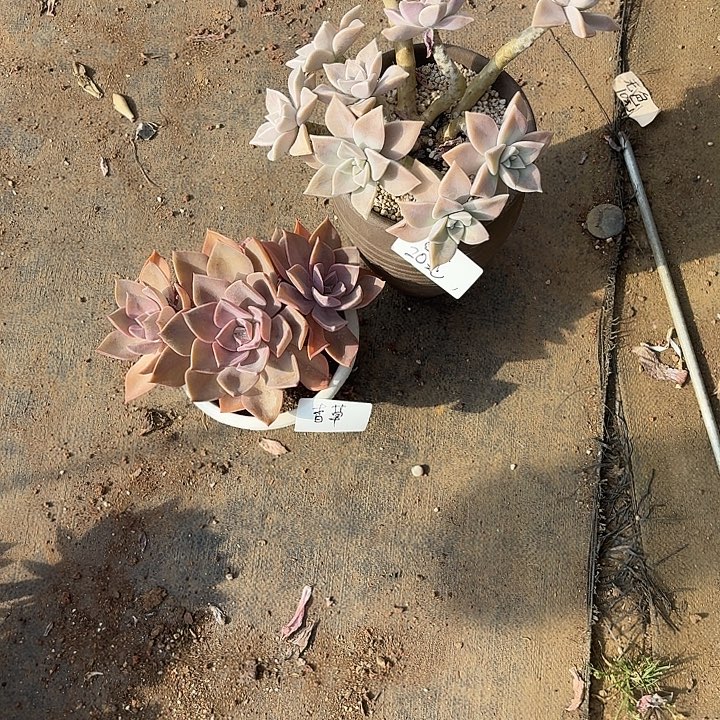 、***草多肉植物一物一拍香草