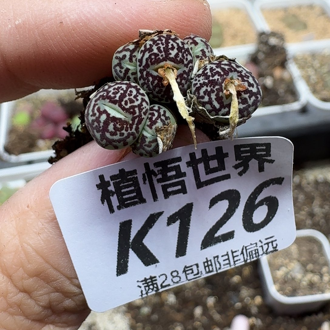 多肉植物的人生ghb