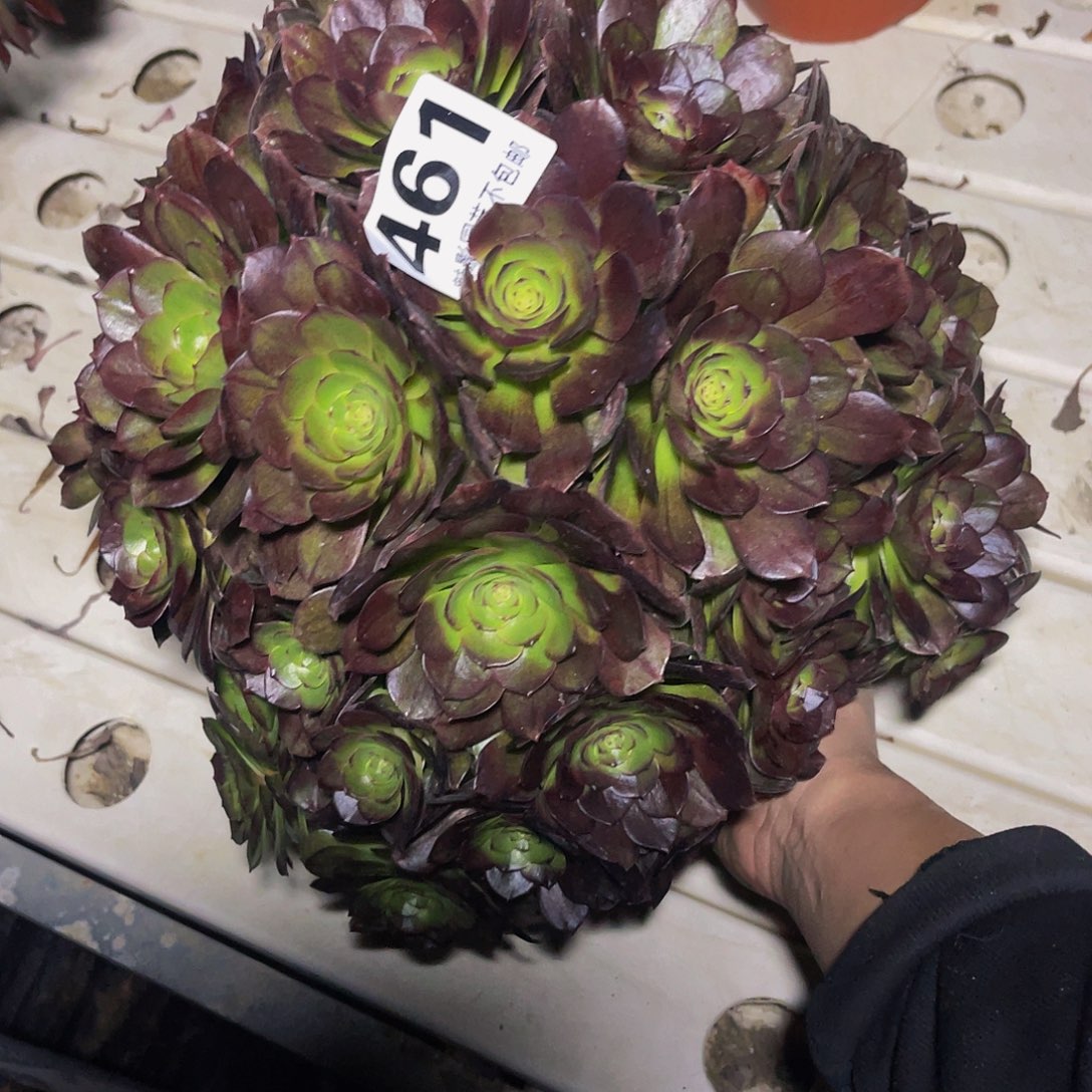 法师法师3–17包邮法师