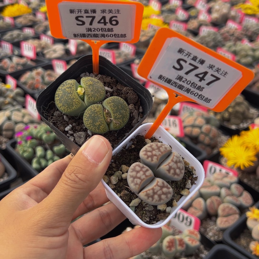 746.747 一物一拍，默认有伤，介意勿拍，不退不换