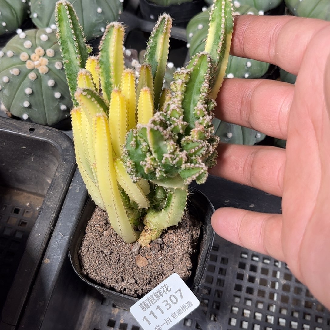 ∅***111307一物一拍单头发货仙人球
