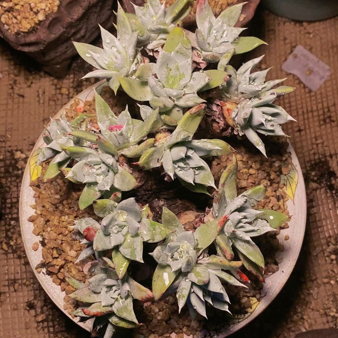 【闪购商品】哈哈哈哈法瑞雪山1205多肉