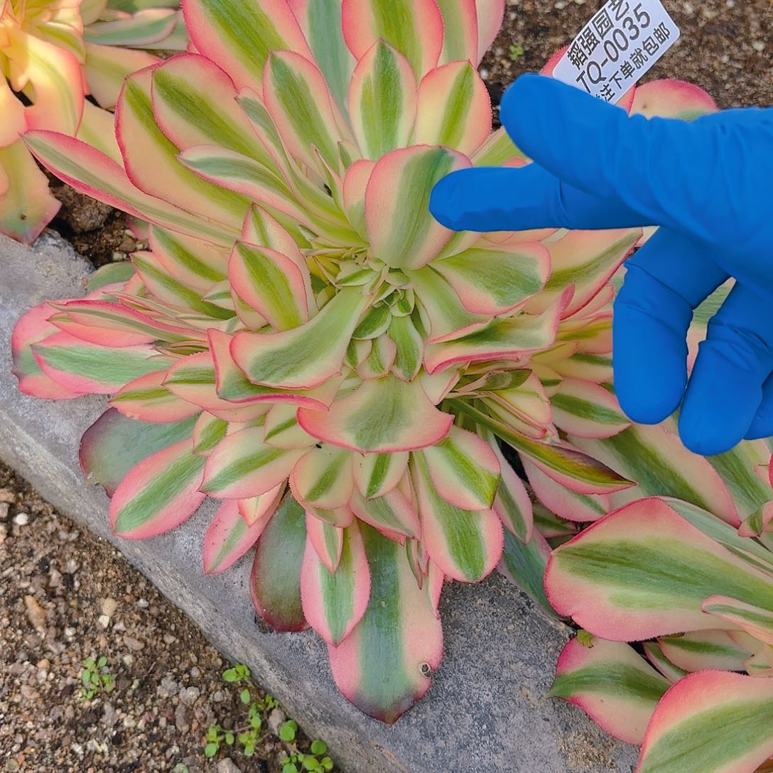 女巫多肉植物一号35