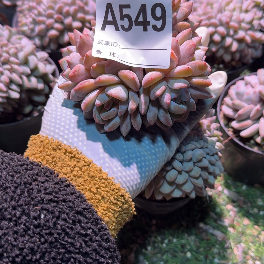 8朵带缀呀呀呀呀