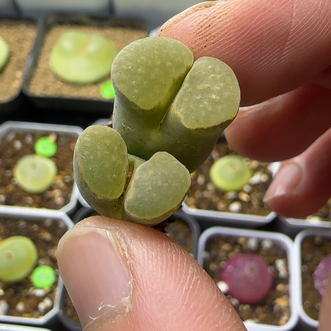 T***y漂漂亮亮专拍多肉469