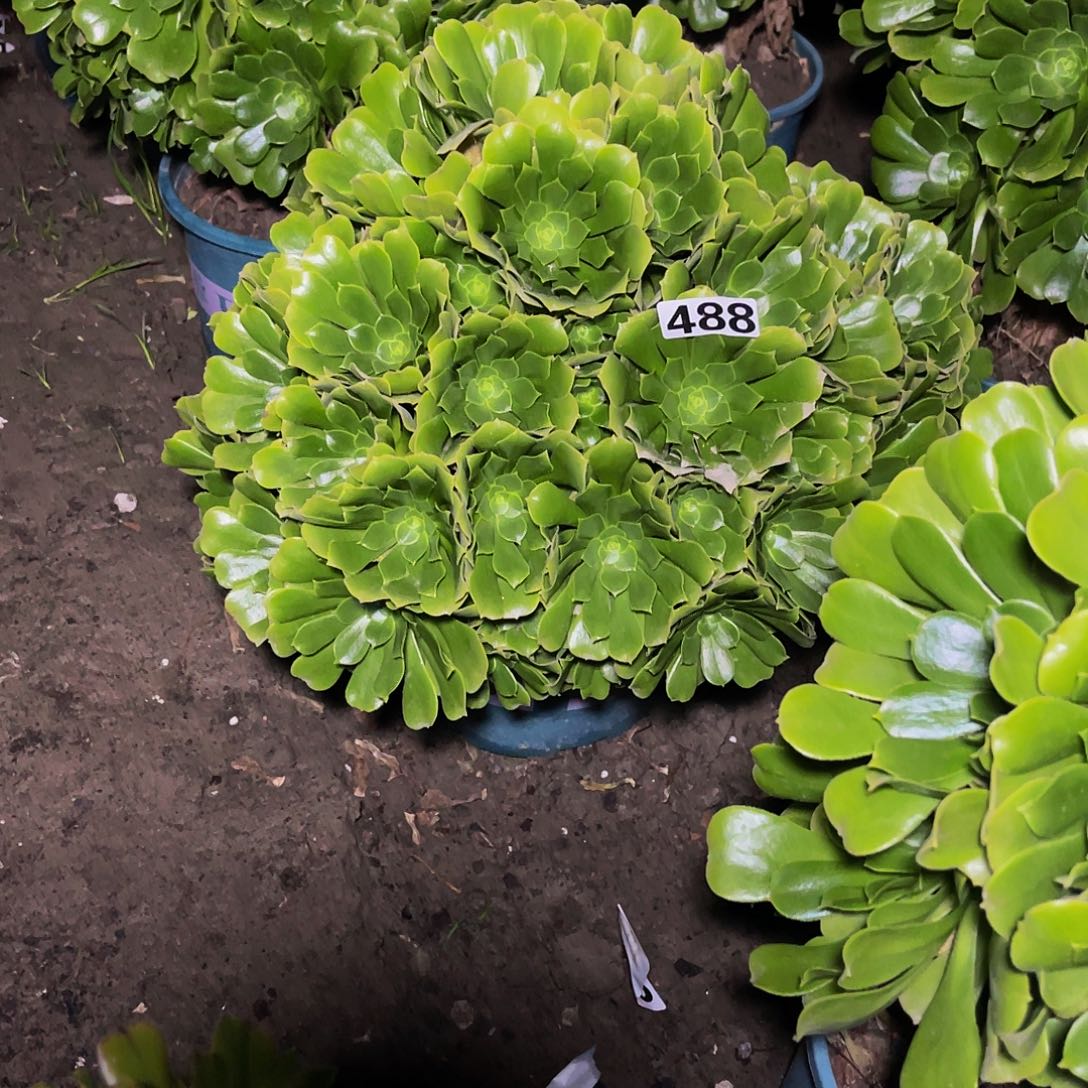 法师法师15-8包邮法师