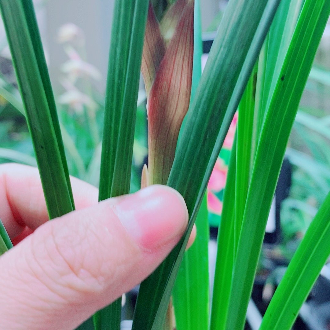 当前无花栽培后可以开花