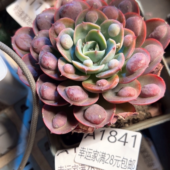 幸运的是我的朋友