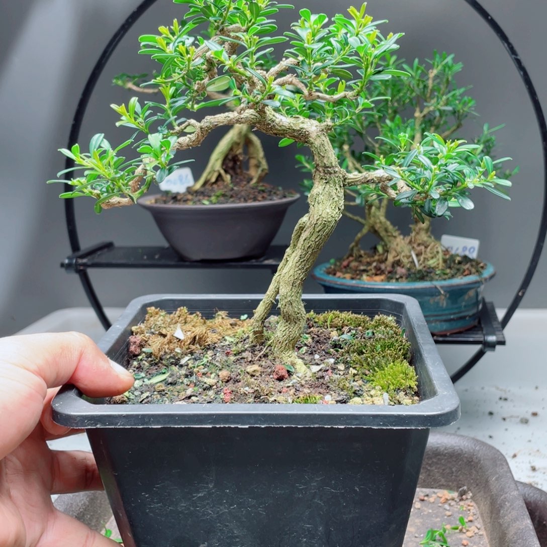 当前无花栽培后可以开花