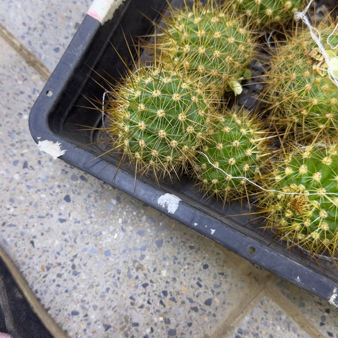 240毛花柱法一歪无根侧牙5公分左右，20包邮