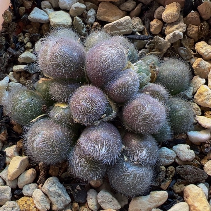 852多肉植物种类多样